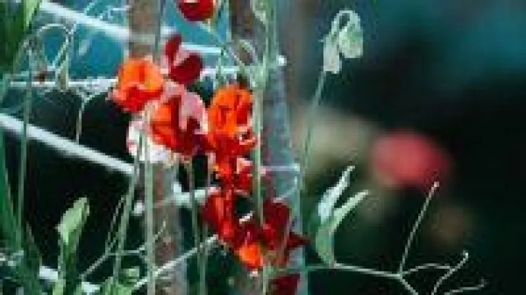 Garten Handbuch möchte jungen Leuten den Garten näher bringen Bild: Garten Handbuch möchte jungen Leuten den Garten näher bringen