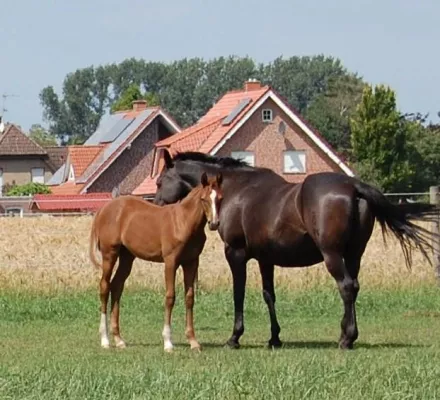 Mitglieder freuen sich auf Hengstparade Bild: Mitglieder freuen sich auf Hengstparade