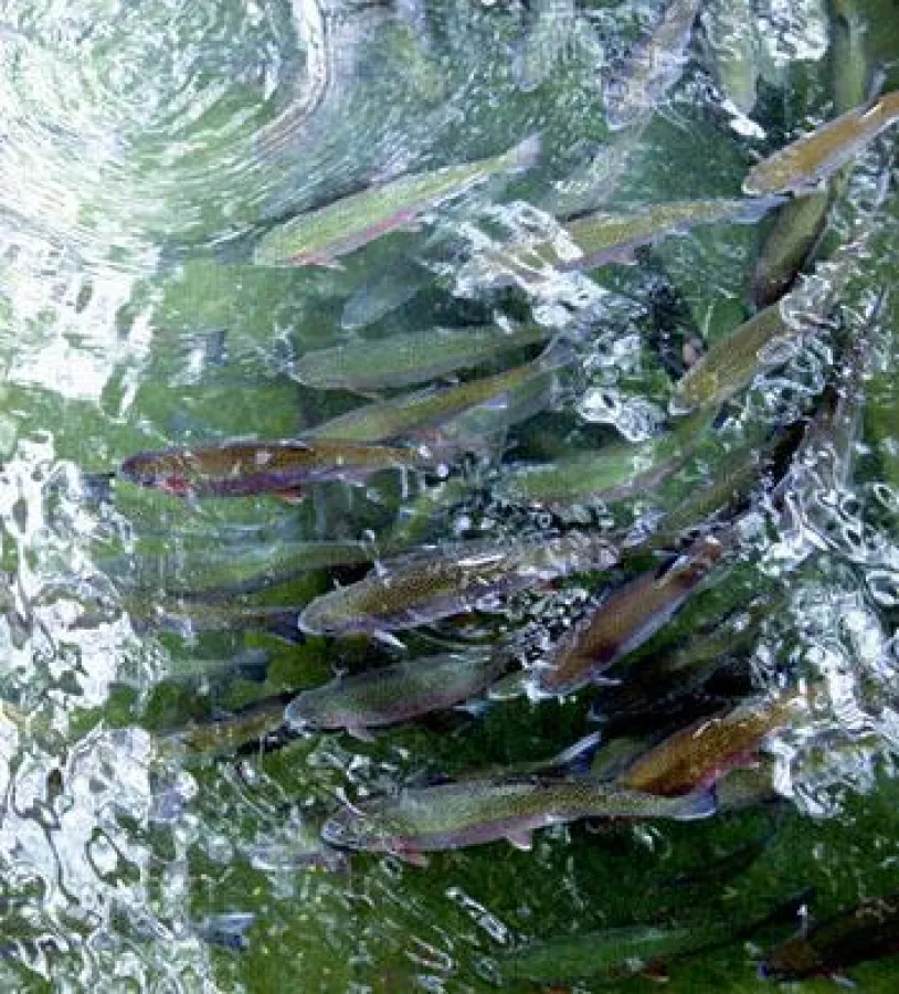 Tshethar Ritual am 24.7.2010 - Freilassen der Fische