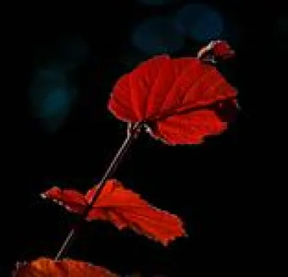 Bild: Blende und Belichtungszeit, Fotokurs für Einsteiger am 07.11.2009 mit Meike Fischer, Frankfurt