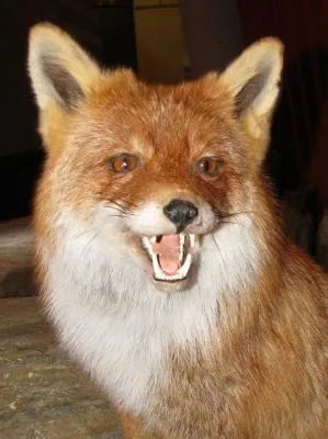 Bild: ödp Baden-Baden verurteilt sinnlose Fuchsjagd: Wieder fast 600.000 Füchse im letzten Jahr getötet