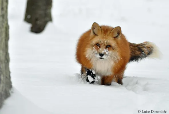 Bild: Initiative „Schonzeit für Füchse“ erhält politische Unterstützung