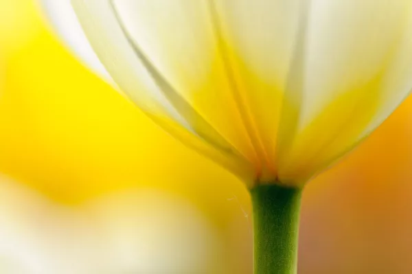 Bild: Fotoworkshop Makrofotografie Tulpen & Orchideen - Insel Mainau am 27.-28.04.2019