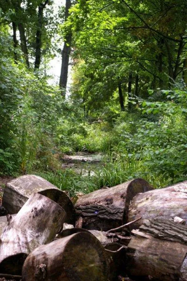 Wilder Wedding - Foto Sascha Kloas