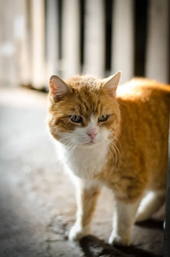 BDT fordert Kastrationspflicht für Katzen