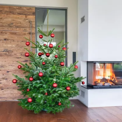 gabari Bio-Weihnachtsbaum – Lieferung zum Wunschtermin Bild: gabari Bio-Weihnachtsbaum – Lieferung zum Wunschtermin