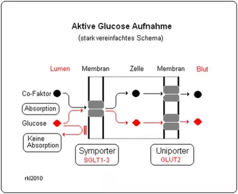 Bild: Medizinischer Fortschritt 2011 - "Unterzuckerung": Oraler Akut-Spray mit "aktivierter" Glucose
