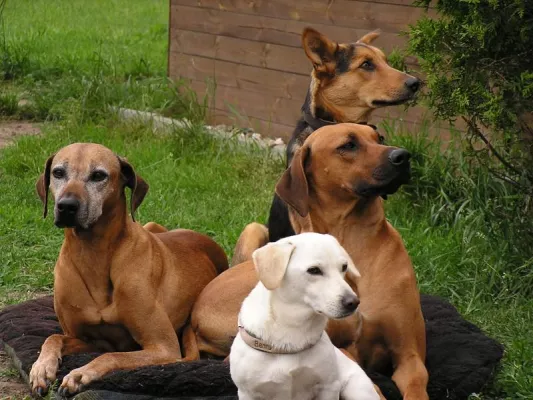 Berufswunsch: Hundetrainer/in Bild: Berufswunsch: Hundetrainer/in