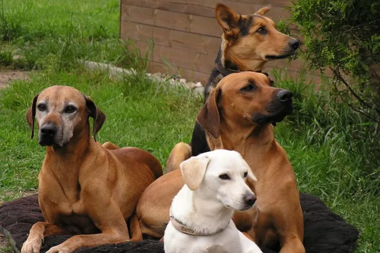 Bild: Berufswunsch: Hundetrainer/in