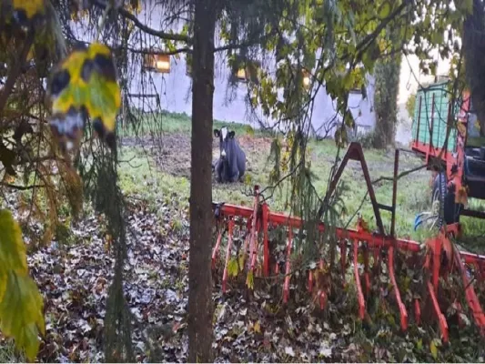 Tierquälerei in Themar: "Downer"-Kuh zum Sterben vor den Stall gelegt Bild: Tierquälerei in Themar: "Downer"-Kuh zum Sterben vor den Stall gelegt