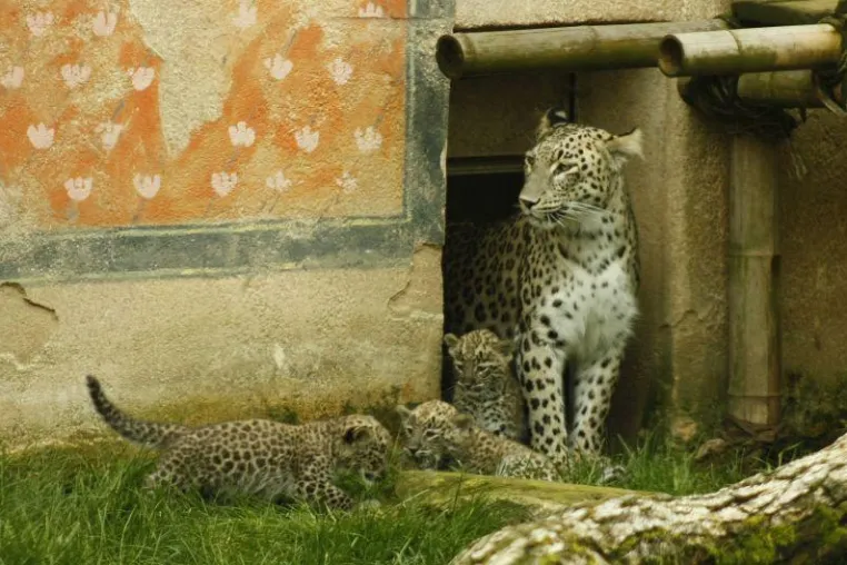 Bild: Nachwuchs bei den Persischen Leoparden im Erlebnis-Zoo Hannover