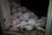 Bild: Gutachten bestätigt Straftaten in Schweinezucht in Drensteinfurt bei Münster (NRW)