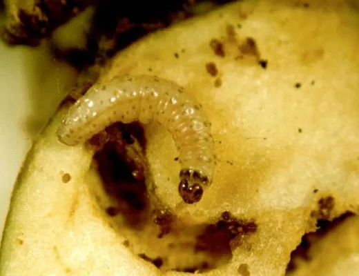 Problem Apfelwickler - natürliche Waffen gegen die "Obstmade" Bild: Problem Apfelwickler - natürliche Waffen gegen die "Obstmade"