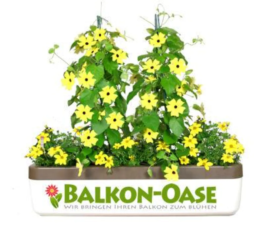 Balkon-Oase: Der erste Onlineshop für bepflanzte Blumenkästen geht online.