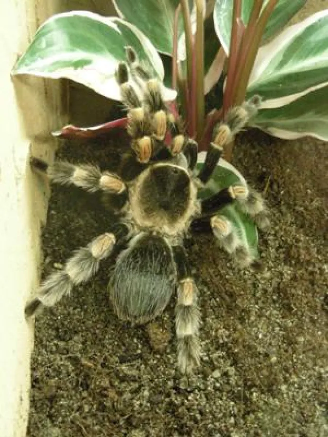 Die Rotknie Vogelspinne fühlt sich sichtlich wohl in ihrem mobilen Heim und sorgt bereits für Nachwuchs.