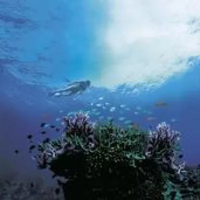 Bild: Die neuen sieben Weltwunder - Uluru und Great Barrier Reef in Australien sind nominiert