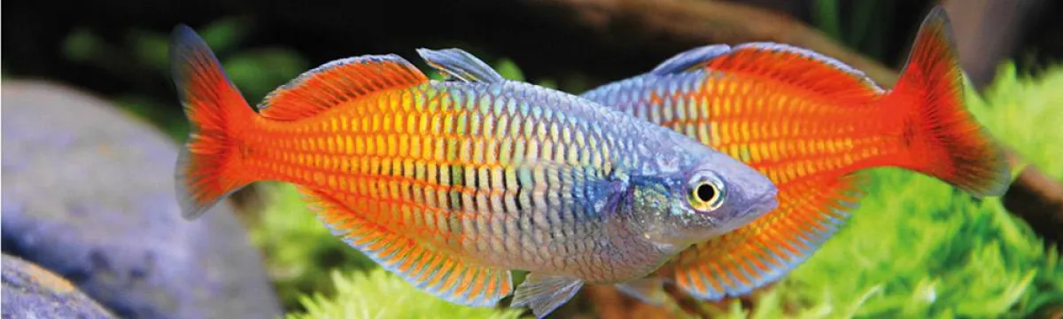 Auch Fische mögens's bio.