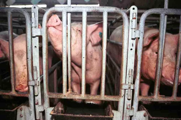 Bild: Schweinemast und Schweinezucht - Bilder aus der industriellen Massentierhaltung unter tierschutzbilder.de