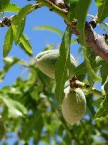 Bild: Mandeln – Neues Schutzschild gegen Diabetes?