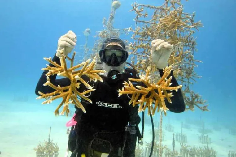 Bild: Florida Keys für freiwillige Helfer