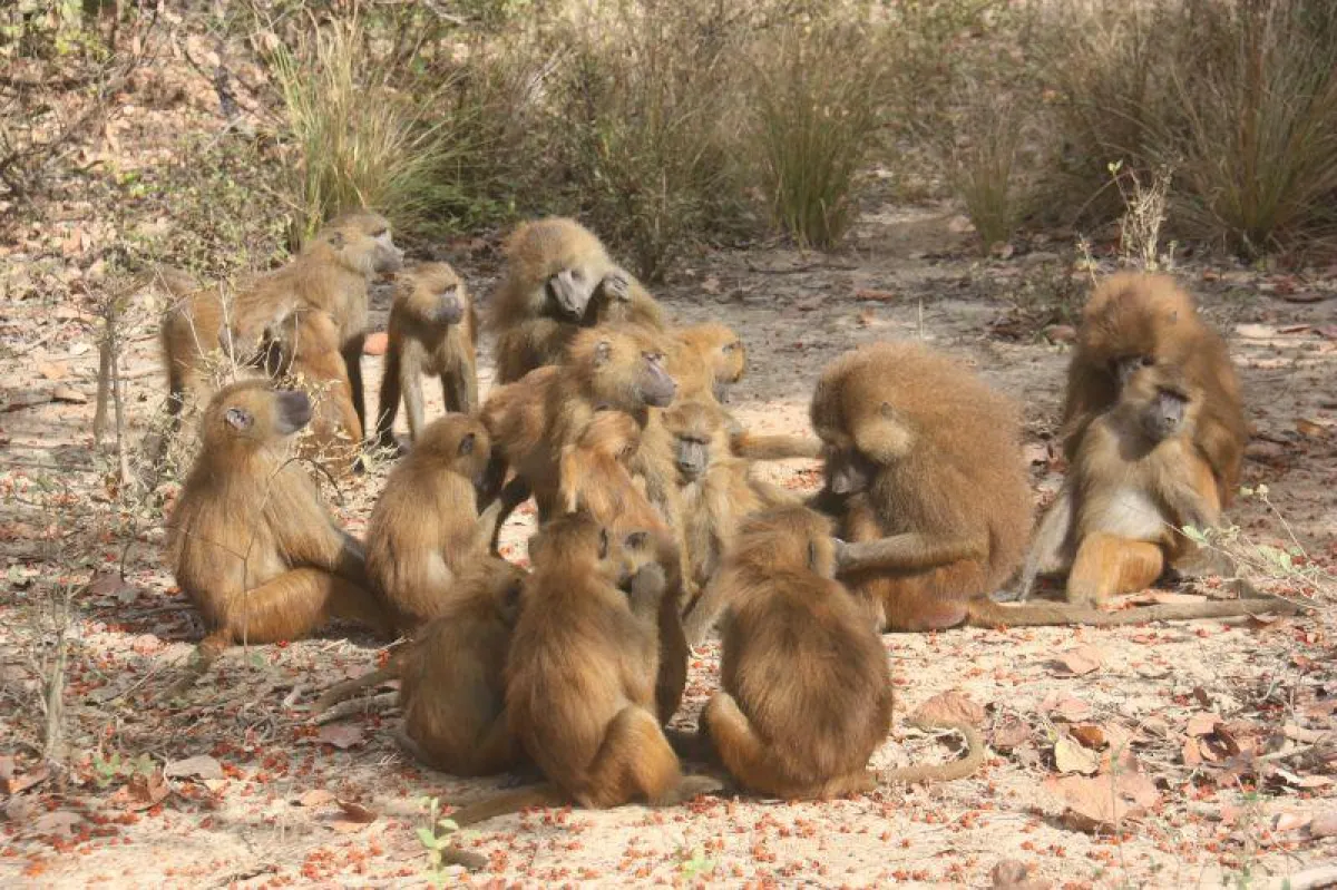 Guinea-Paviane (Papio papio) an der DPZ-Freilandstation Simenti im Senegal. Diese Primatenart lebt in einem mehrschichtigen Sozialsystem. (Foto: Matthias Klapproth)