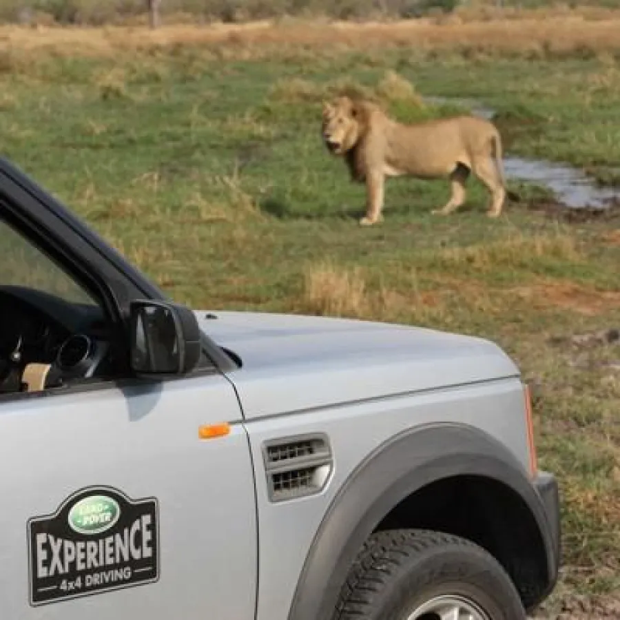 Vier großen Pfoten kann man am besten mit einem Vierradantrieb näher kommen.