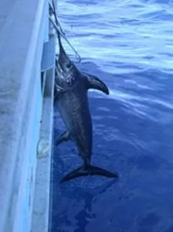 Auf Hochseefang in Belgien Bild: Auf Hochseefang in Belgien