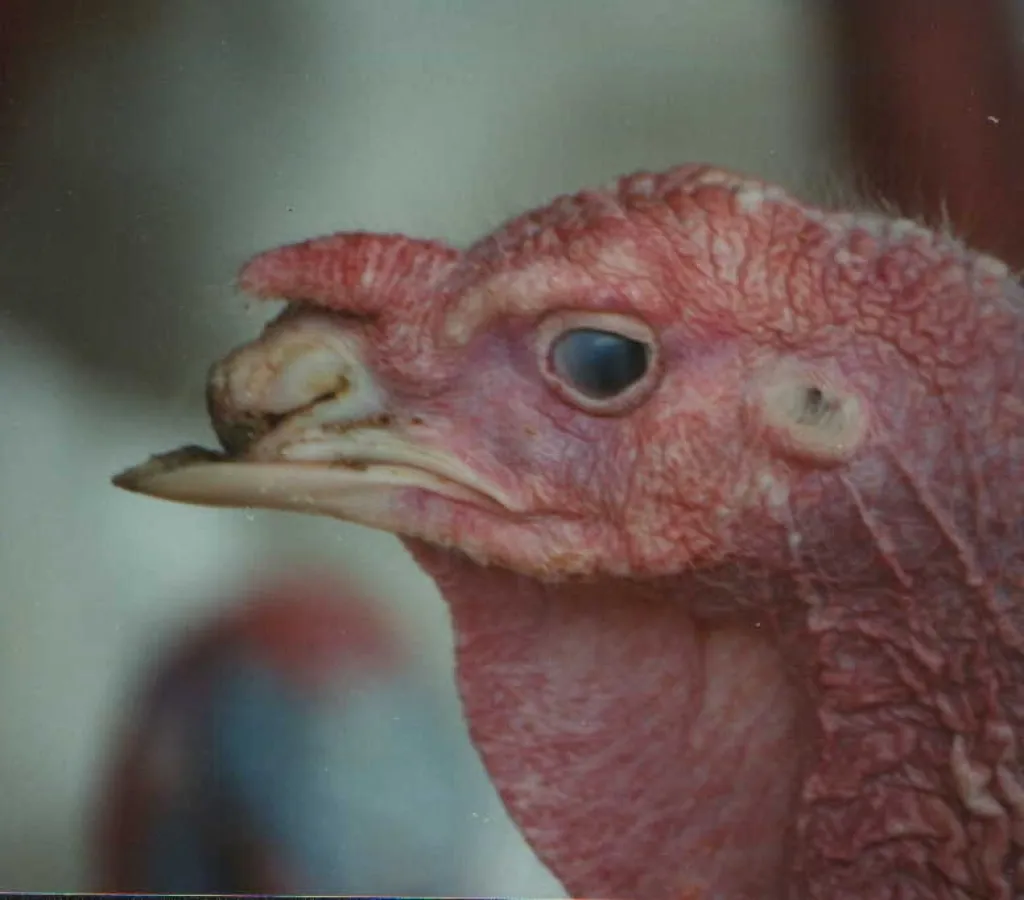 Beispiel eines gekürzten Schnabels einer Mastpute / Aufn.: Eckard Wendt (AGfaN e.V.)