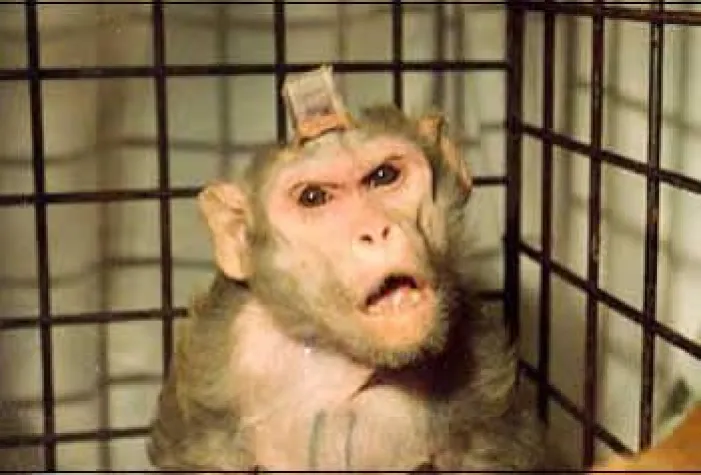Bild: Über eine Million Euro Steuergelder für Affenversuche