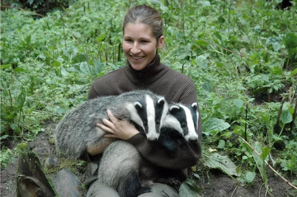 Bild: ImWildpark Eekholt toben jetzt die kleinen "Frech-" Dachse "Paul" und "Emma"