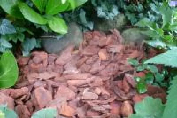 Dekorativ und exklusiv: frux Pinienrinde in extra grober Körnung 55–95mm Bild: Dekorativ und exklusiv: frux Pinienrinde in extra grober Körnung 55–95mm