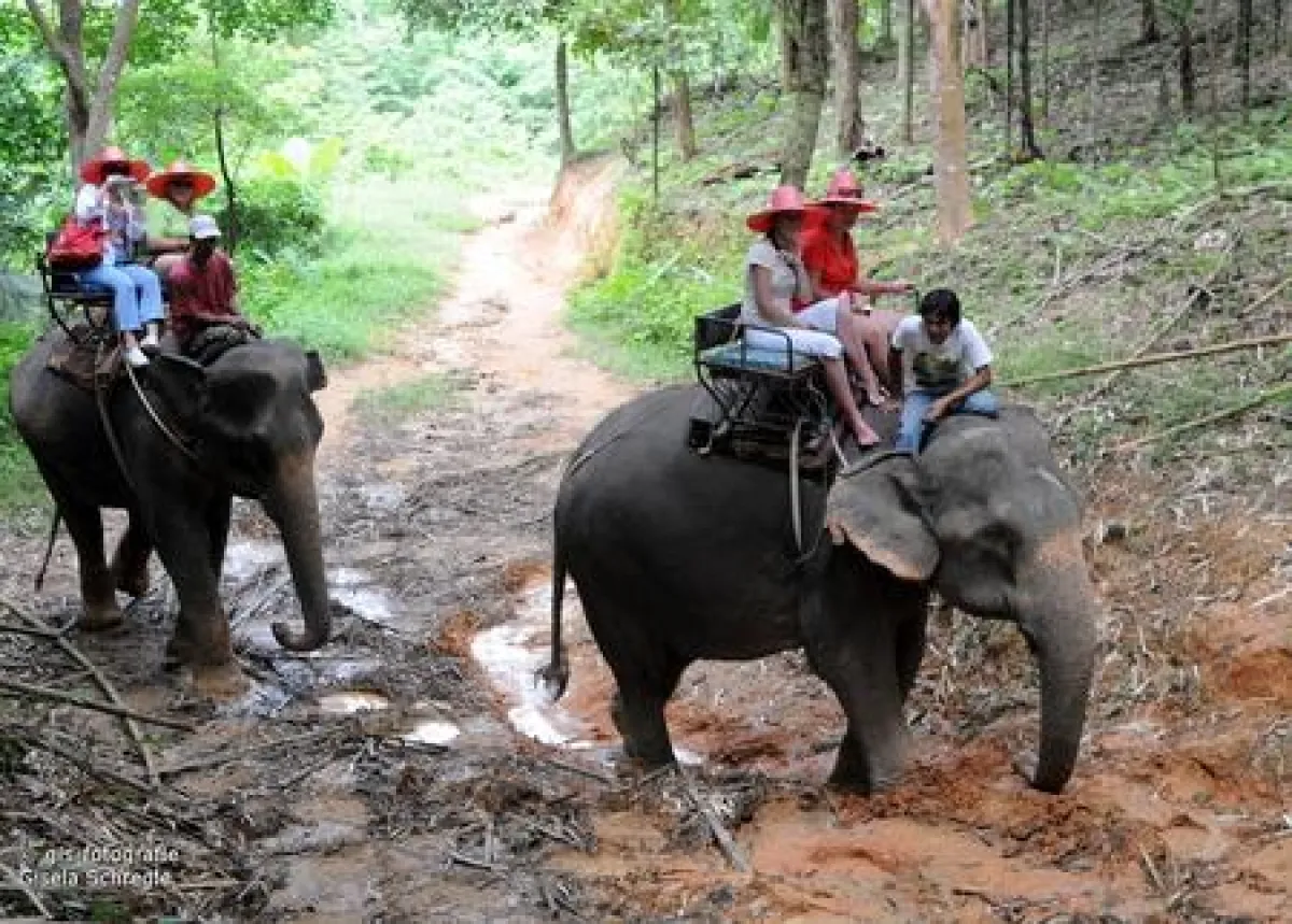 Auf dem Elefantenrücken durch den thailändischen Dschungel nahe der Beluga School for Life
