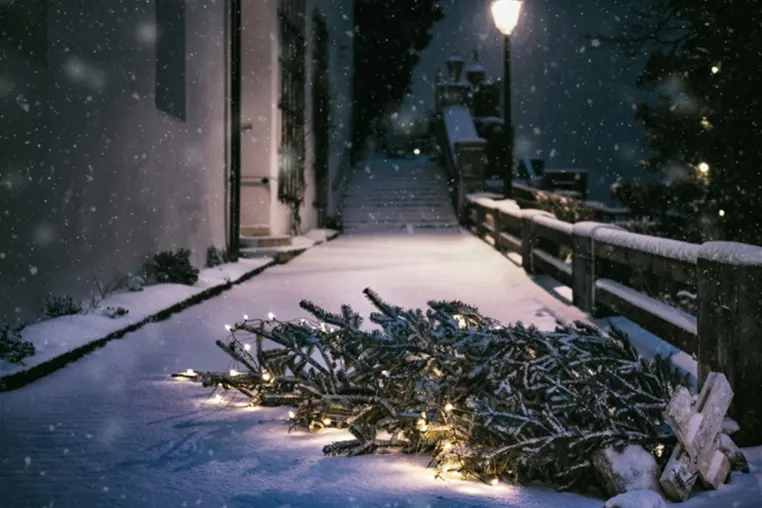 Wohin mit dem Weihnachtsbaum? Bild: Wohin mit dem Weihnachtsbaum?