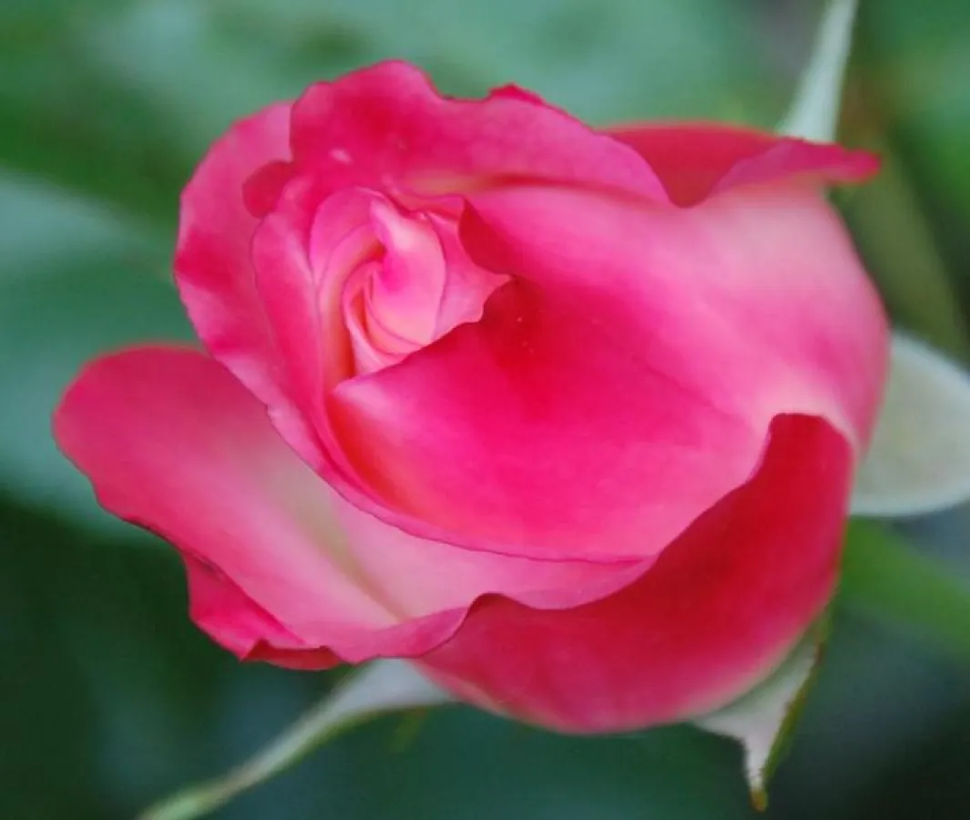 rosa Rosenknospe