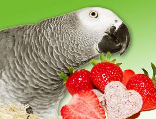 Bild: Erdbeeren für Papageien und Sittiche