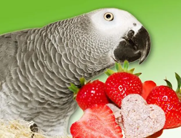 Bild: Erdbeeren für Papageien und Sittiche