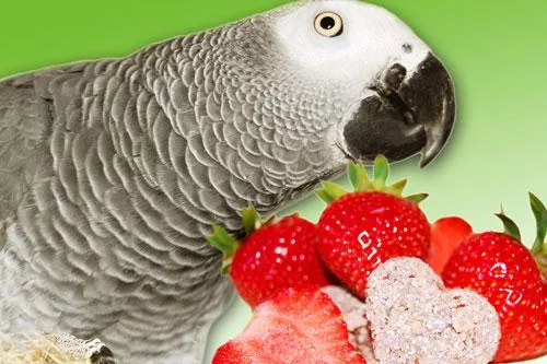 Bild: Erdbeeren für Papageien und Sittiche