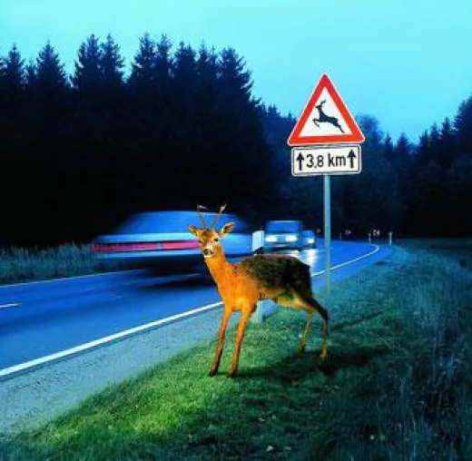 Bild: Rund 200.000 Wildunfälle pro Jahr auf deutschen Straßen