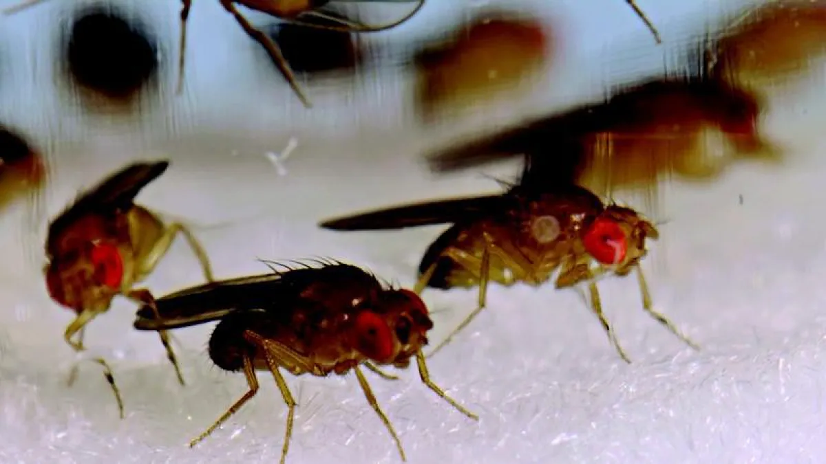 The Y-chromosome of fruit flies consists not just of