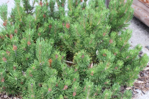 Bild: Latschenkiefernöl: zielsicher wandern und leben