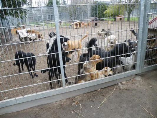 Bild: BDT-Tierherberge hat Fundtierbetreuung in Moers übernommen