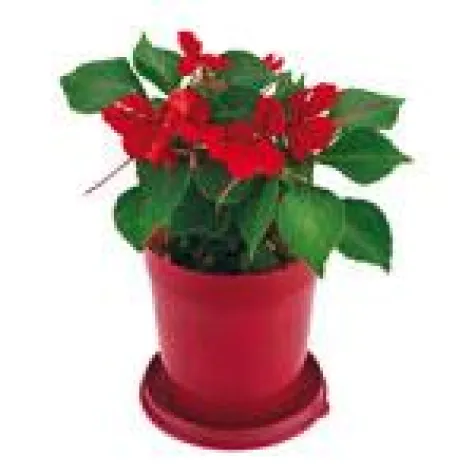 Bild: Saisonale Werbeartikel