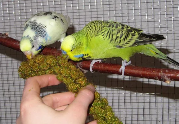 Bild: Wellensittiche als Haustiere für Kinder: Was Eltern vor der Anschaffung beachten sollten