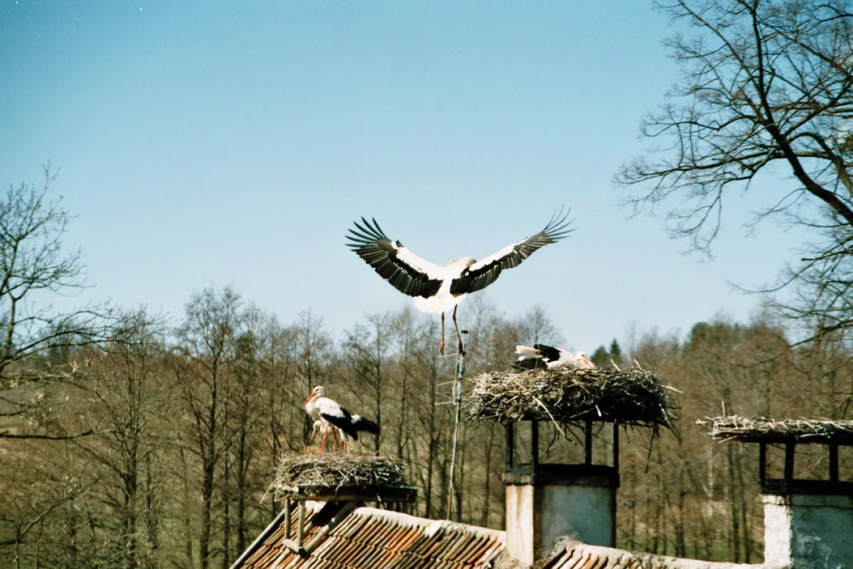 Storch im Landeanflug