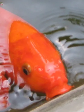 Bild: Keinen gefrorenen Fisch im Gartenteich