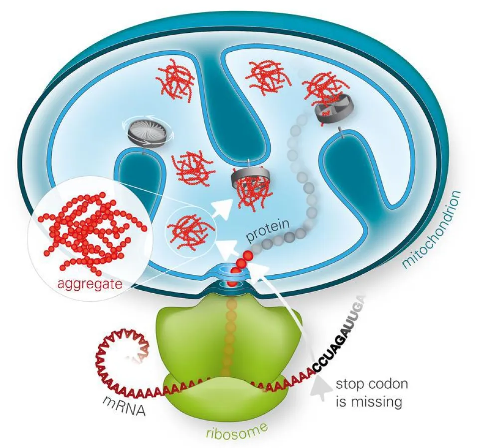 Versagt die Ribosomen-assoziierte Proteinqualitätskontrolle, können sich fehlgefaltete Proteine in den Mitochondrien zu toxischen Aggregaten anreichern und diese schädigen. (Monika Krause © Max-Planck