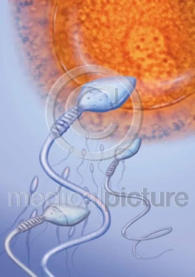 Spermium auf dem Weg zur Eizelle