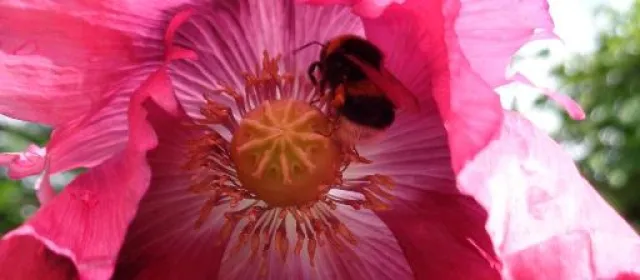 Heilen mit Pflanzenkraft - Die Sprache der Pflanzen verstehen Bild: Heilen mit Pflanzenkraft - Die Sprache der Pflanzen verstehen