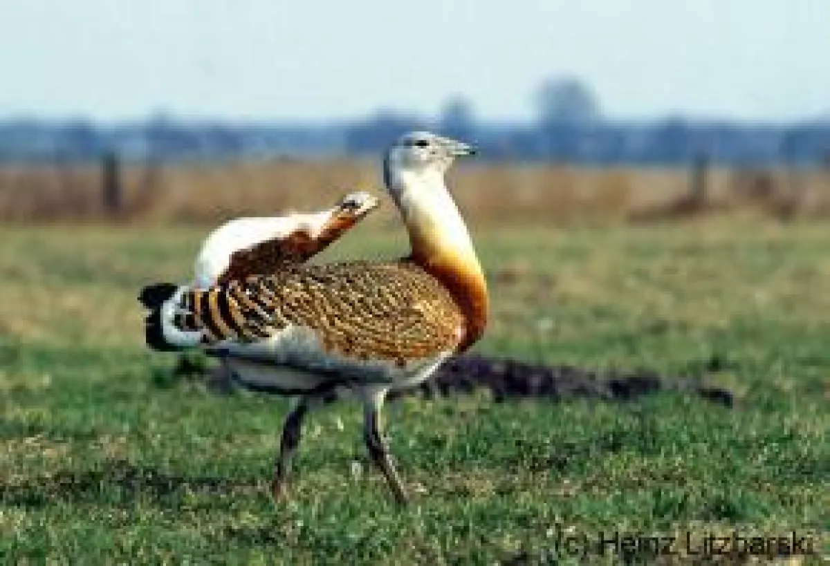Ein in jeder Hinsicht imponierender Trappenhahn (Foto: H. Litzbarski)