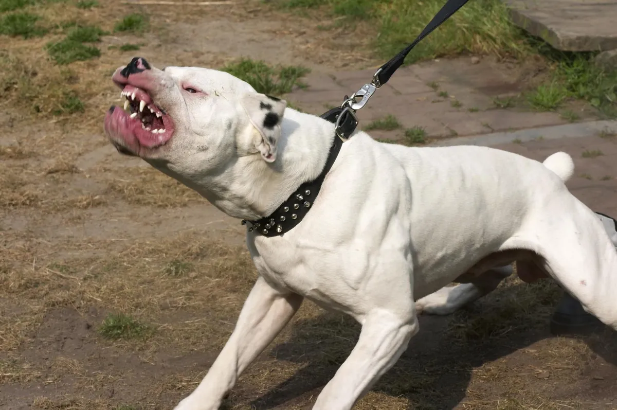 Der Hund aus dem Ausland